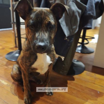 Photo 1/1 Chien trouvé Trouvé à Alan