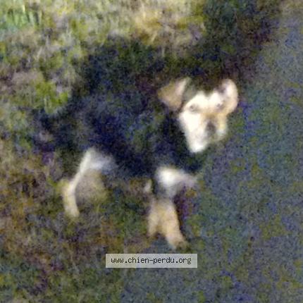 Photo 1/1 Chien trouvé Trouvé à Arveyre