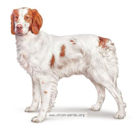 Photo 1/1 Chien trouvé Trouvé à Mont de marsan