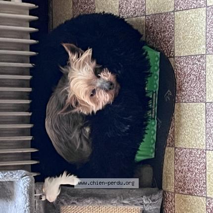 Photo 1/1 Chien retrouvé Perdu à Luisant