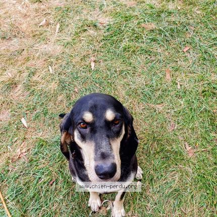 Photo 1/1 tsuky Chien perdu à Bouloc