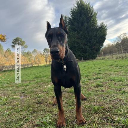 Photo 1/1 Harper Chien perdu à Garein