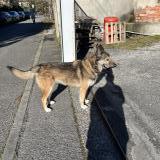 Photo de chien trouvé à Toulouse