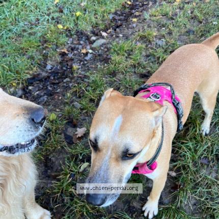 Photo 1/1 Chien retrouvé Trouvé à Chaptuzat aigueperse