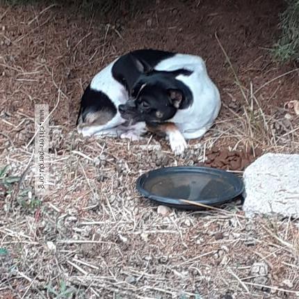 Photo 1/1 Chien trouvé Trouvé à Sainte tulle