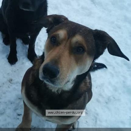 Photo 1/1 Chien retrouvé Perdu à Toulouse