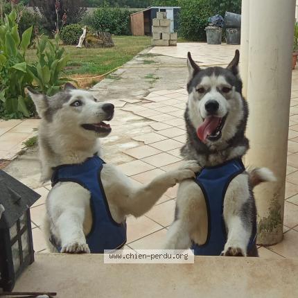 Photo 1/1 Chien retrouvé Perdu à Fleurance