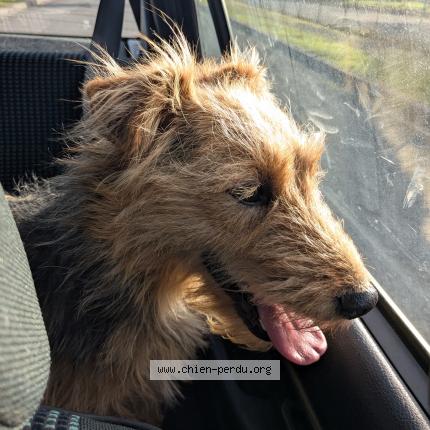 Photo de chien trouvé à Neuille Pont Pierre