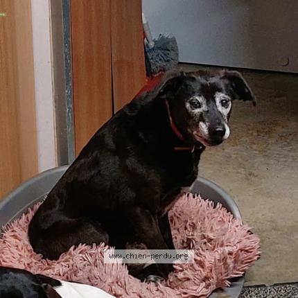 Photo 1/1 Chien retrouvé Perdu à Le mesnil adelee