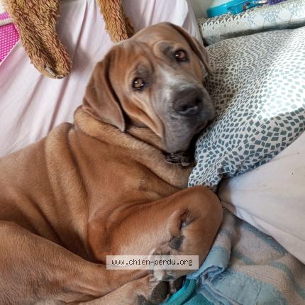 Photo de chien perdu à Menton