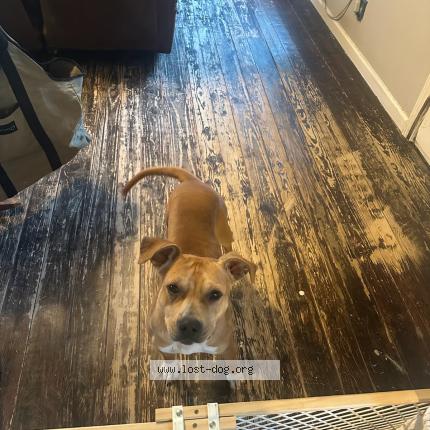 Photo de chien trouvé à Kellyville