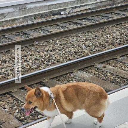 Photo 1/1 Chien retrouvé Perdu à Ferney voltaire