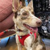 Photo de chien perdu à Saint Laurent En Royans