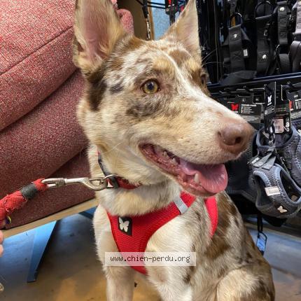 Photo 1/1 UMA Chien perdu à Saint laurent en royans