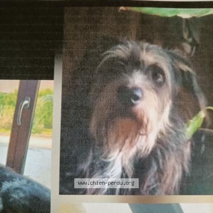 Photo 1/1 Angelique Perrin Chien perdu à Jeugny