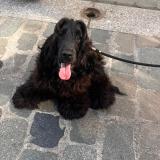 Photo de chien perdu à Lyon