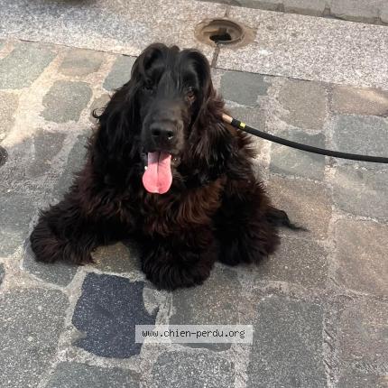 Photo 1/1 Austin Chien perdu à Lyon