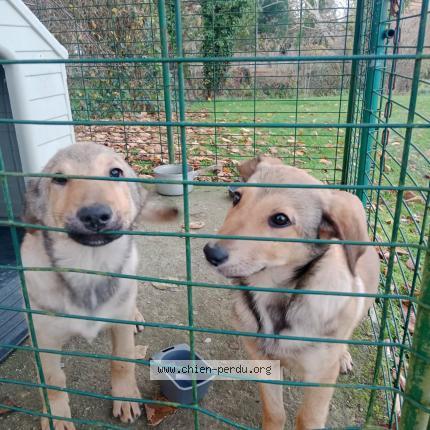 Photo 1/1 Chien trouvé Trouvé à St pierre du val