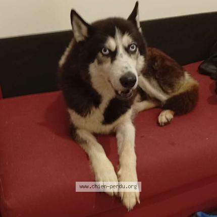 Photo de chien perdu à Saint Amand Montrond