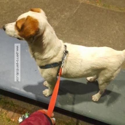 Photo de chien trouvé à Bogota