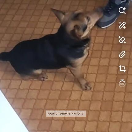 Photo 1/1 Simba Chien perdu à Pavilly