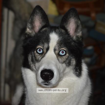 Photo 1/1 Chien retrouvé Perdu à Feigneux