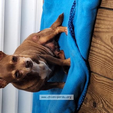 Photo 1/1 Chien trouvé Trouvé à Baie mahault