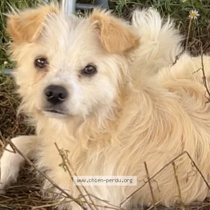 Photo 1/1 White Chien perdu à Toulouse