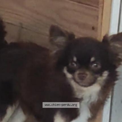 Photo 1/2 Unjoy Chien perdu à Nimes