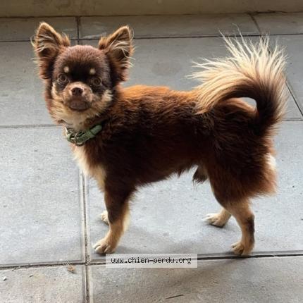 Photo 2/2 Unjoy Chien perdu à Nimes