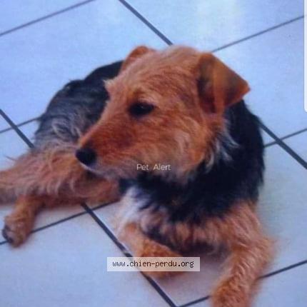 Photo de chien perdu à Nohanent