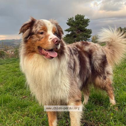 Photo 1/1 Chien retrouvé Perdu à Martel