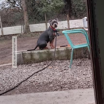 Photo de chien perdu à Lattes