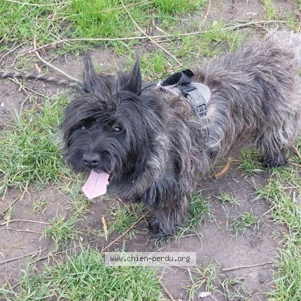Photo de chien perdu à Moncheaux