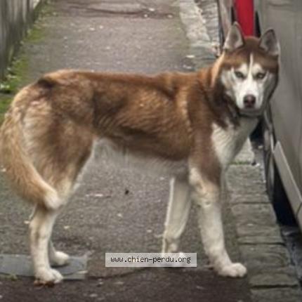 Photo 1/1 Chien trouvé Trouvé à Montgeron