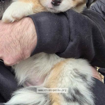 Photo 2/2 Azalée Chien perdu à Decines charpieu