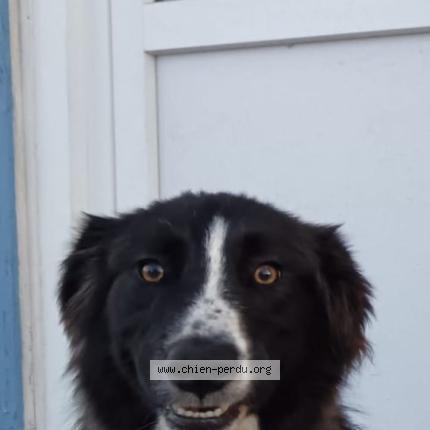 Photo 1/1 Va&eacute; Chien perdu à Saint hilaire fontaine