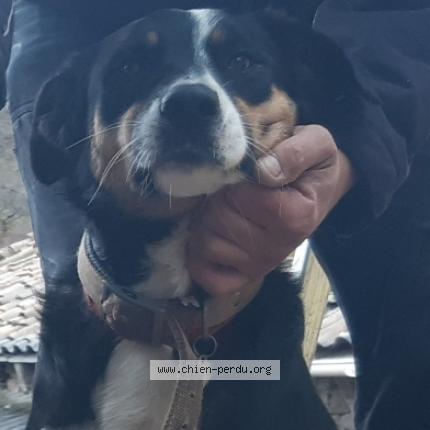 Photo 2/3 Gribenski sylvain Chien perdu à Saint etienne de serre