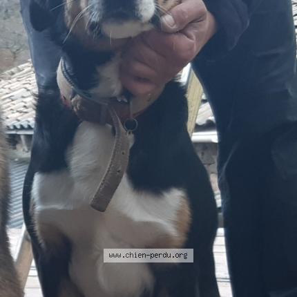 Photo 3/3 Gribenski sylvain Chien perdu à Saint etienne de serre