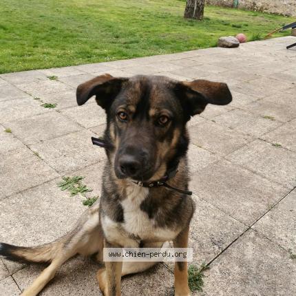 Photo 1/1 Naya Chien perdu à Rogny les sept ecluses
