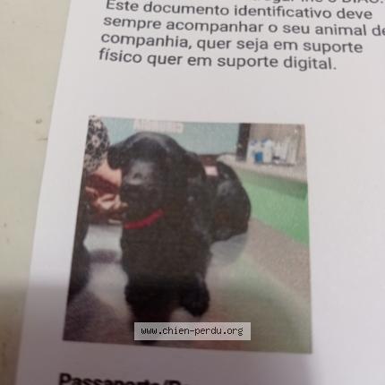 Photo 1/1 Charlie Chien perdu à Brest