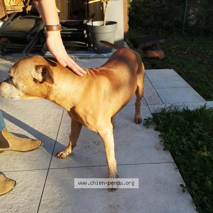 Photo de chien trouvé à Saint Genis Les Ollieres