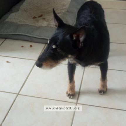 Photo 1/1 Dora Chien perdu à Neuville ferrieres