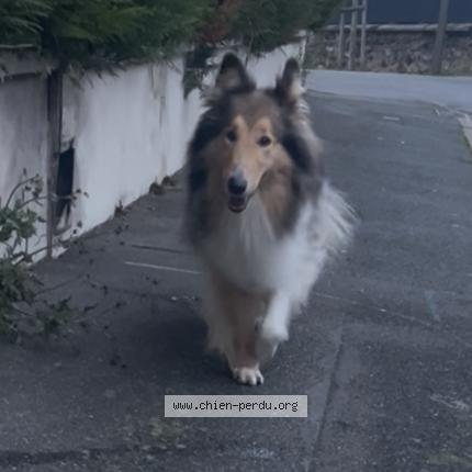 Photo 1/1 Chien trouvé Trouvé à Orly