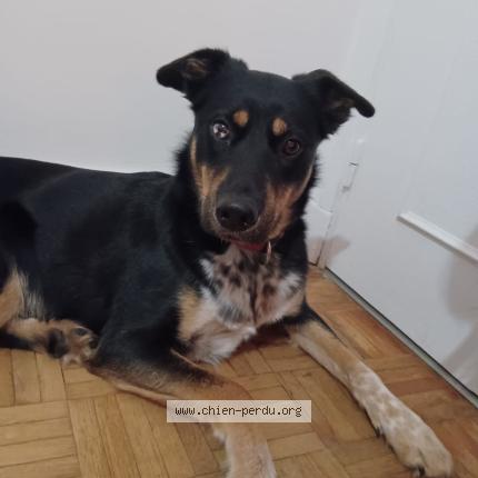 Photo 1/1 Chien retrouvé Trouvé à Toulouse