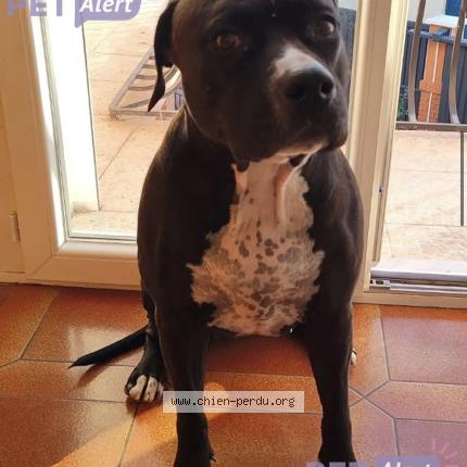 Photo 1/1 Chien retrouvé Perdu à Perpignan