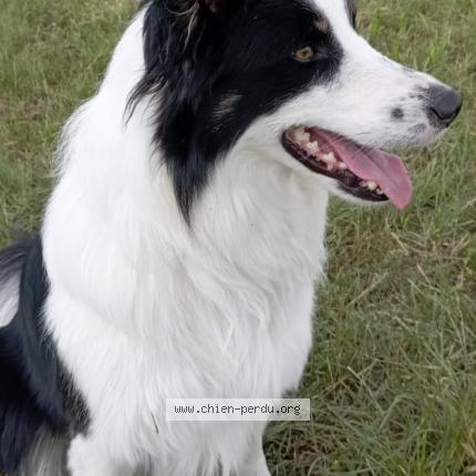 Photo 1/1 Chien retrouvé Perdu à Sanssac l eglise