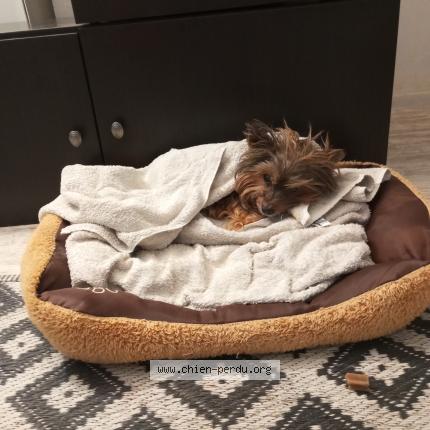 Photo 1/1 Chien retrouvé Perdu à Lempdes