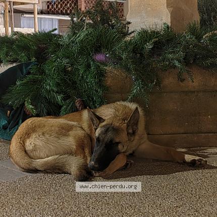 Photo 1/1 Chien trouvé Trouvé à Jonquieres saint vincent