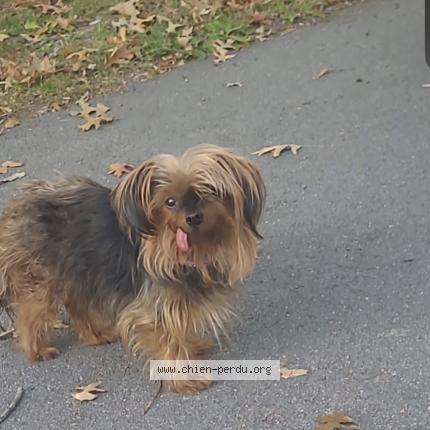 Photo 1/1 Chien retrouvé Perdu à Lorient